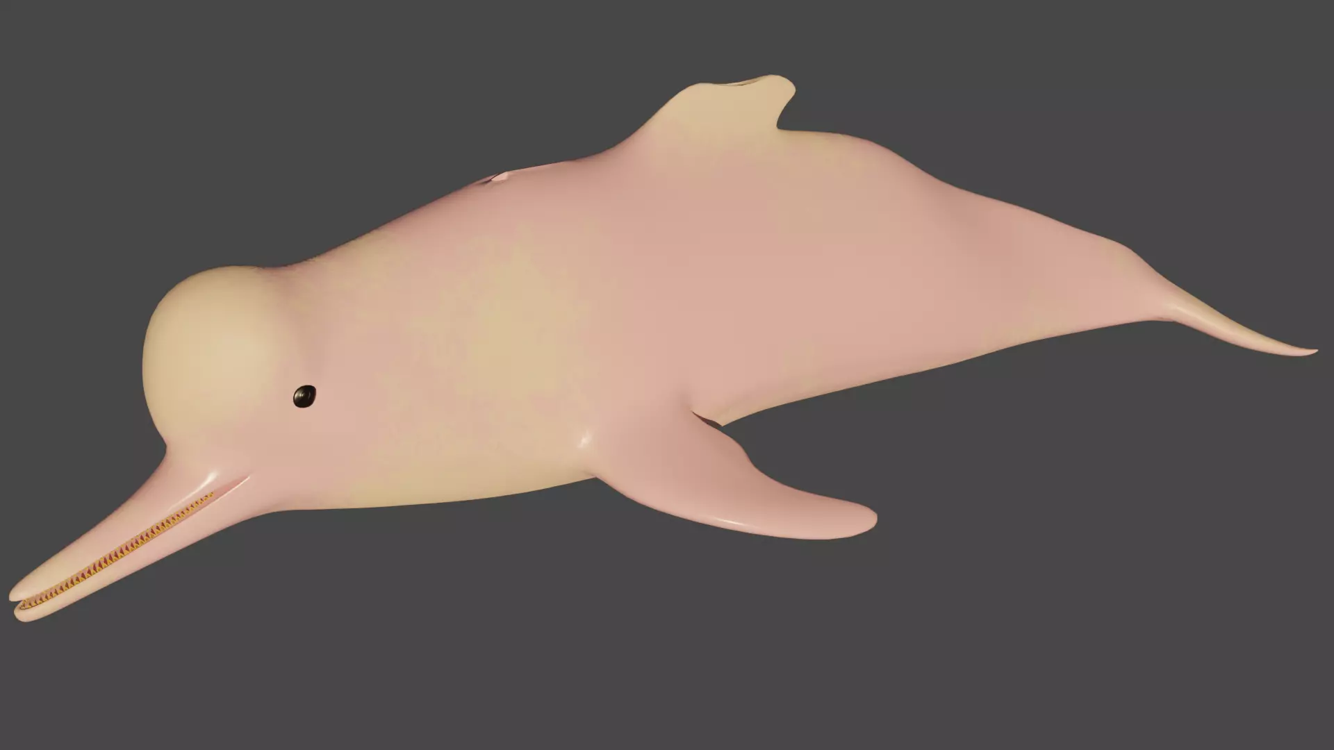 Pink River Dolphin BOTO Low-poly 3D model_0