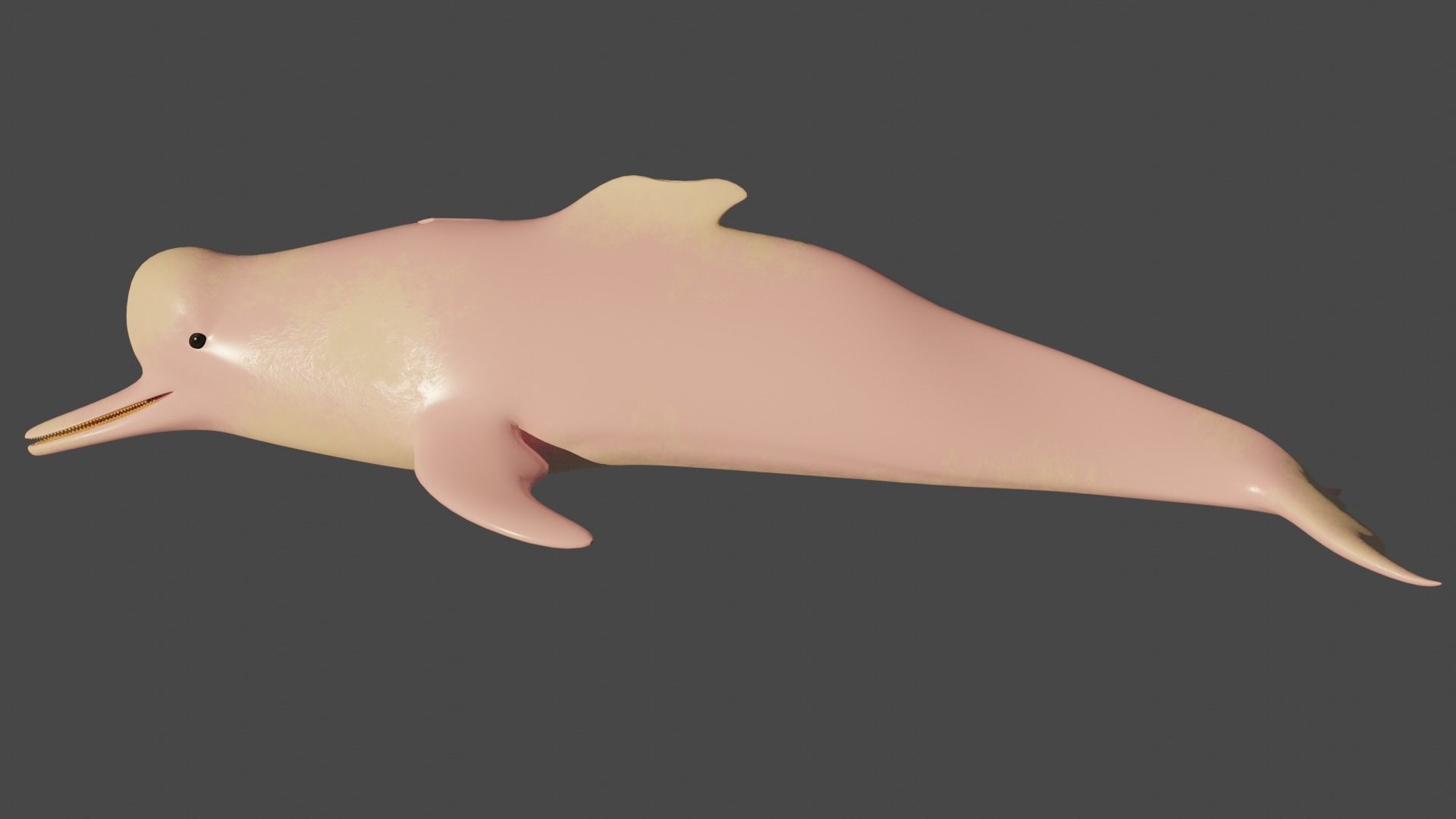 Pink River Dolphin BOTO Low-poly 3D model_1