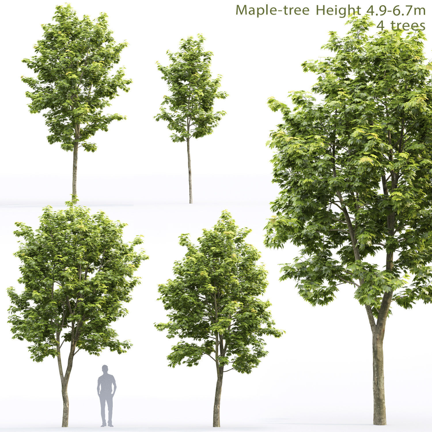 Maple-tree 11 H4-6m 3D model_1