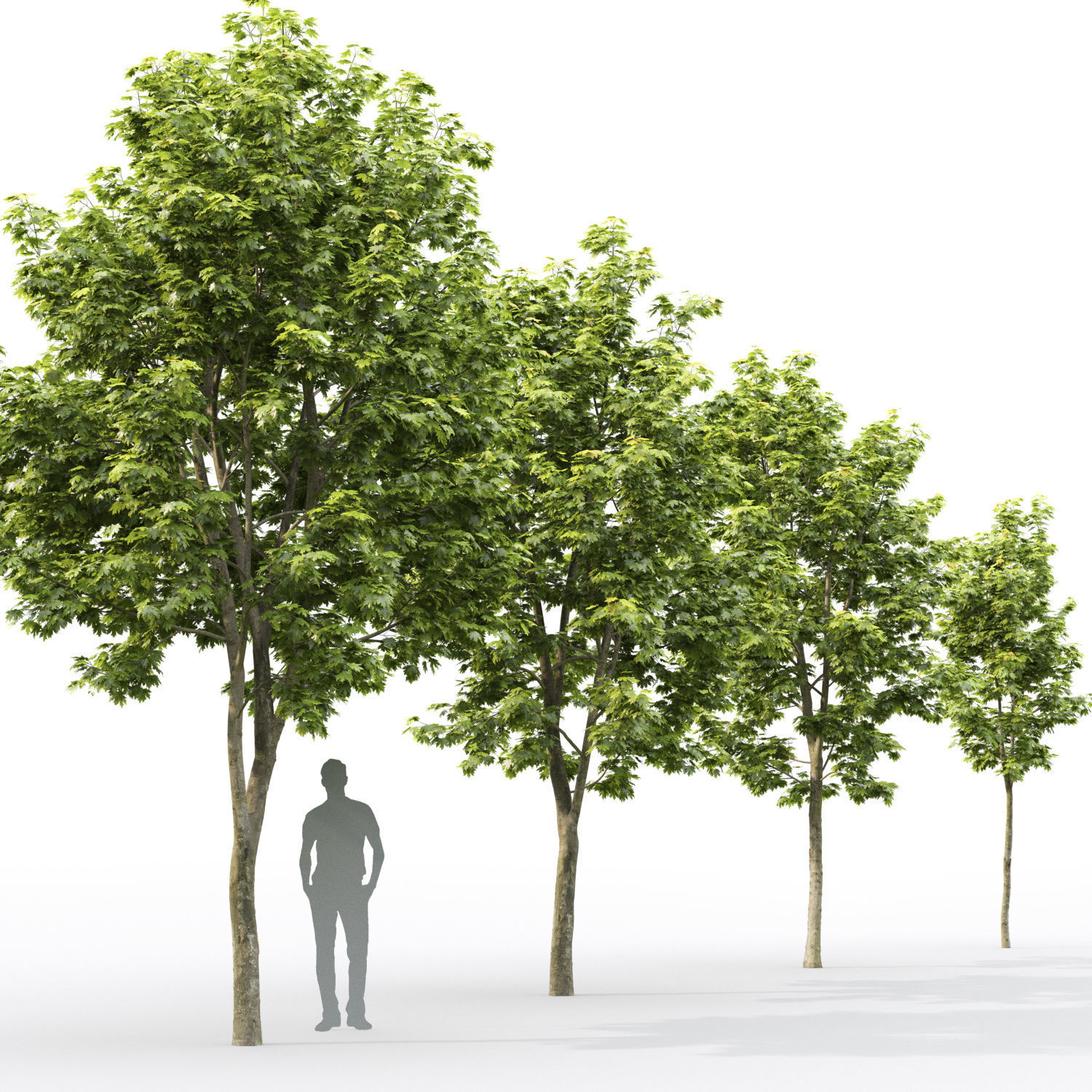 Maple-tree 11 H4-6m 3D model_2