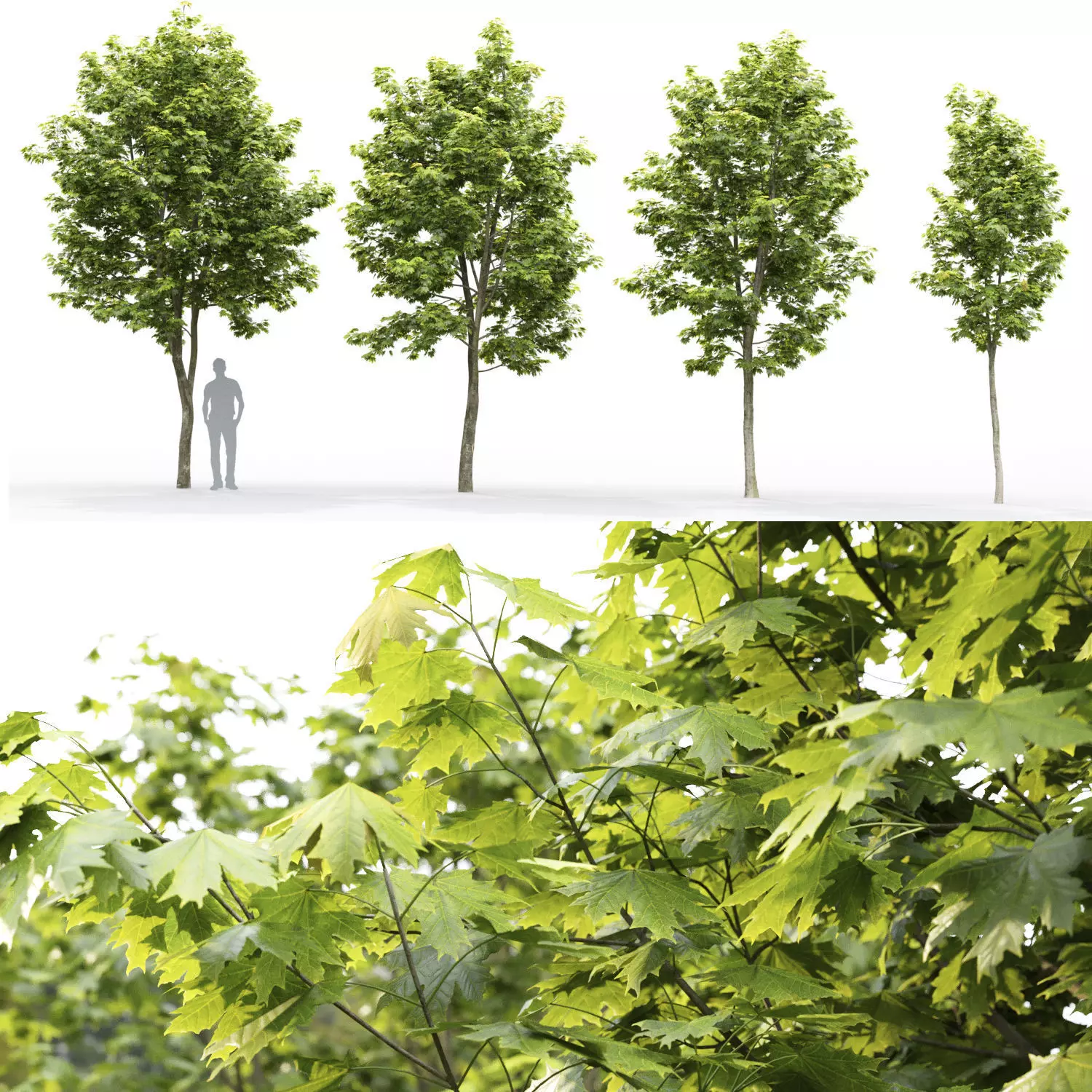 Maple-tree 11 H4-6m 3D model_0