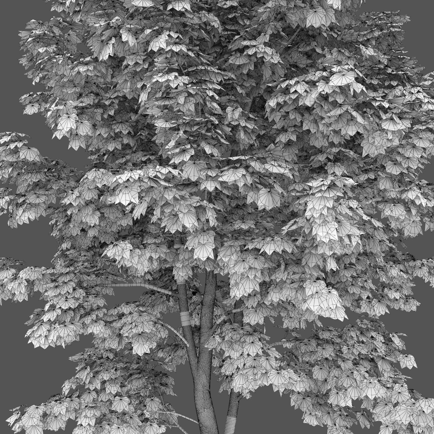 Maple-tree 11 H4-6m 3D model_3