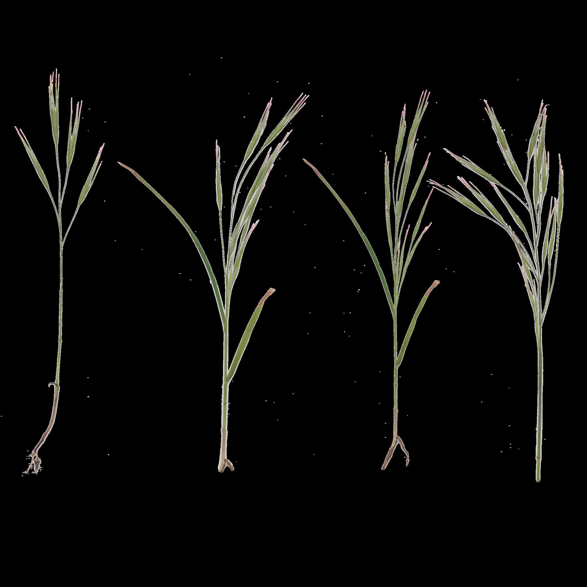 Realistic grass Free 3D model_6