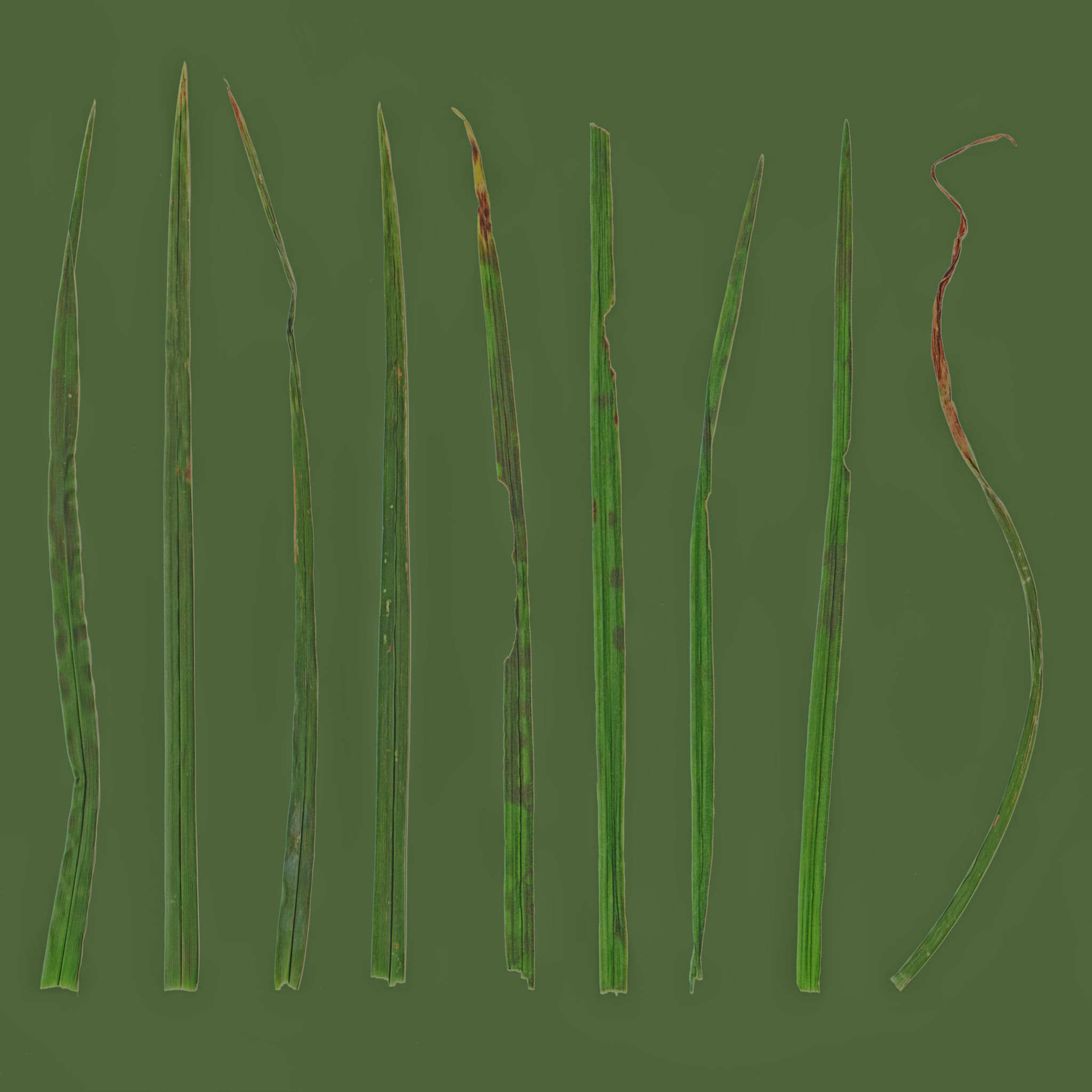 Realistic grass Free 3D model_7