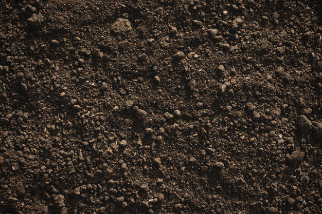 Realistic grass Free 3D model_10