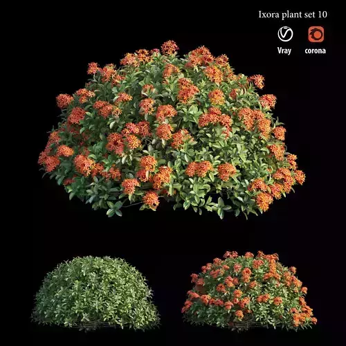 Ixora plant set 10 3D model