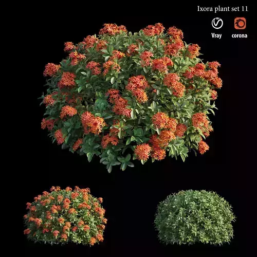 Ixora plant set 11 3D model