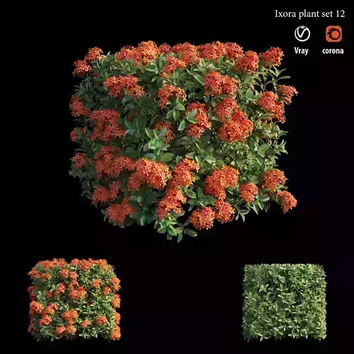 Ixora plant set 12 3D model