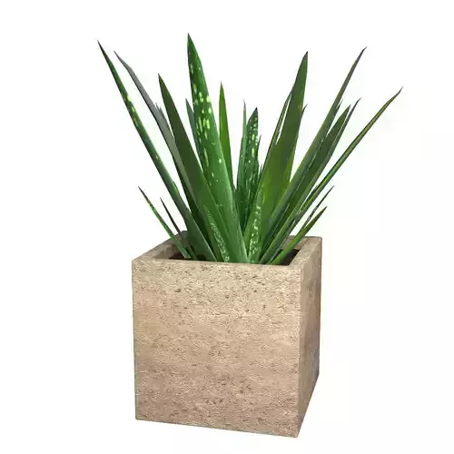 Aloe Vera - Potted Plant 3D model