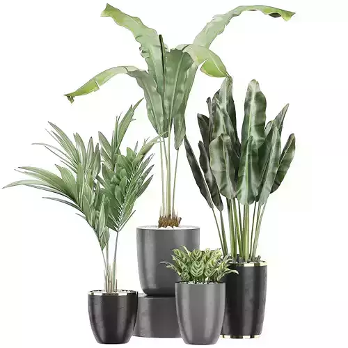 Potted plants 113 3D model