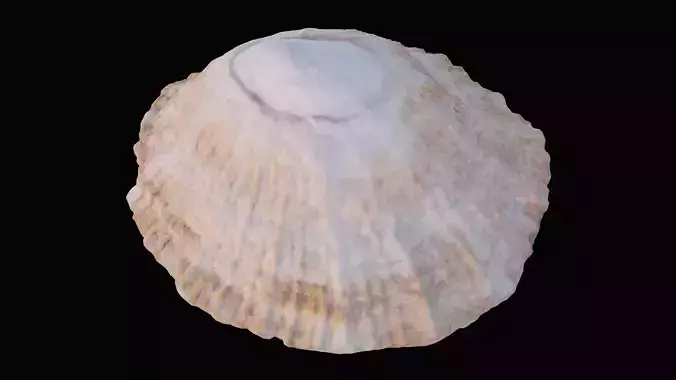 Limpet sea shell Low-poly 3D model