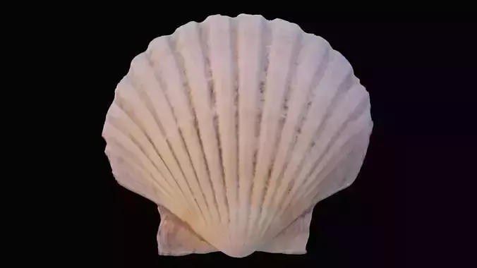Scallop sea shell Low-poly 3D model