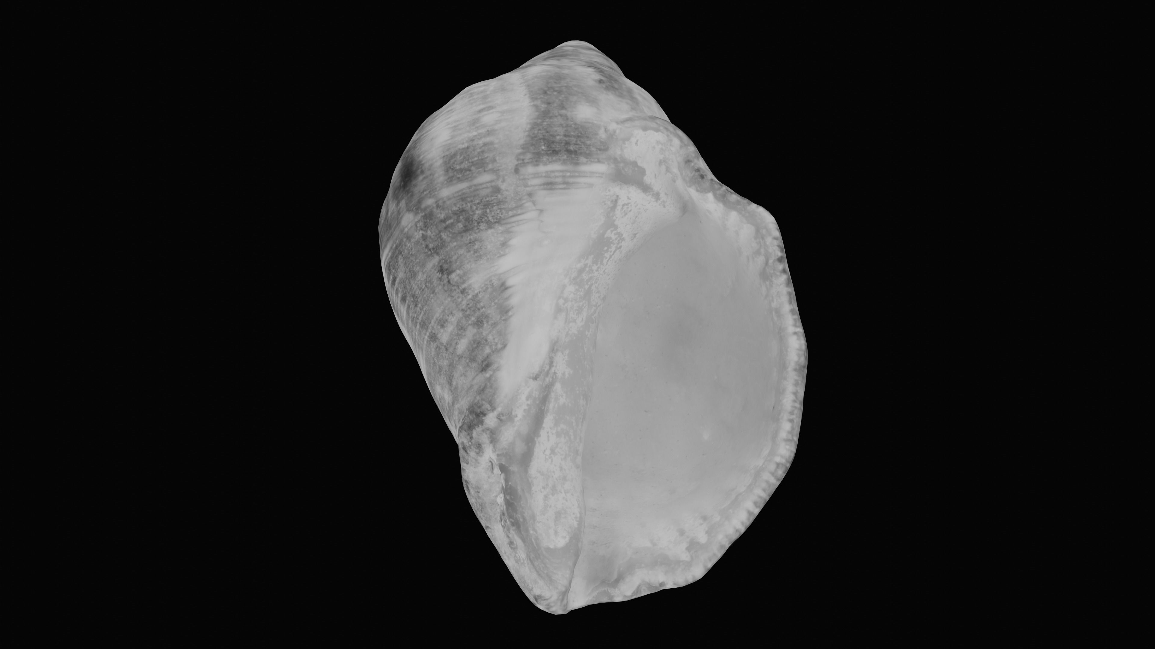 Tulip Sea Shell Low-poly 3D model_24