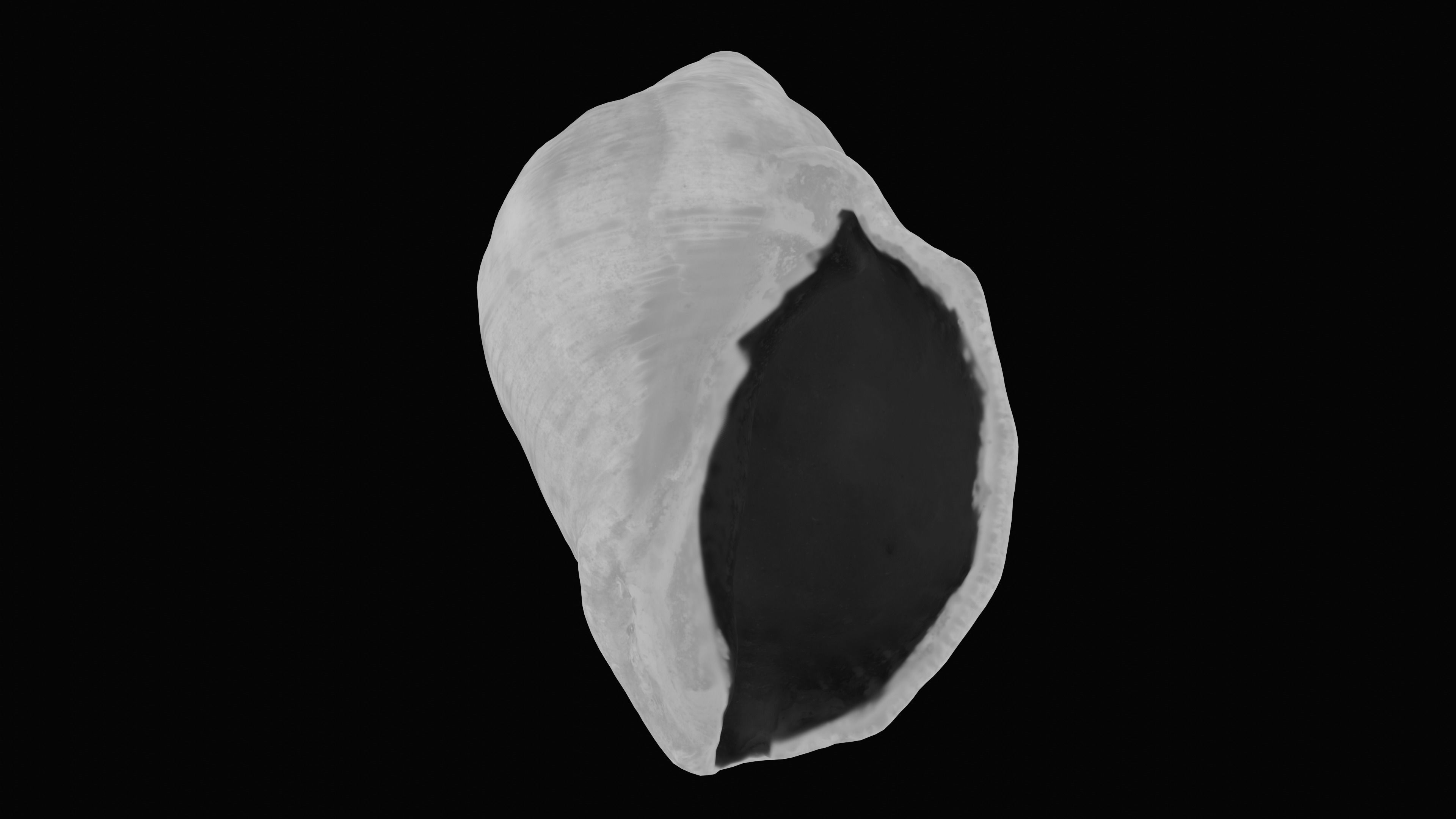 Tulip Sea Shell Low-poly 3D model_23