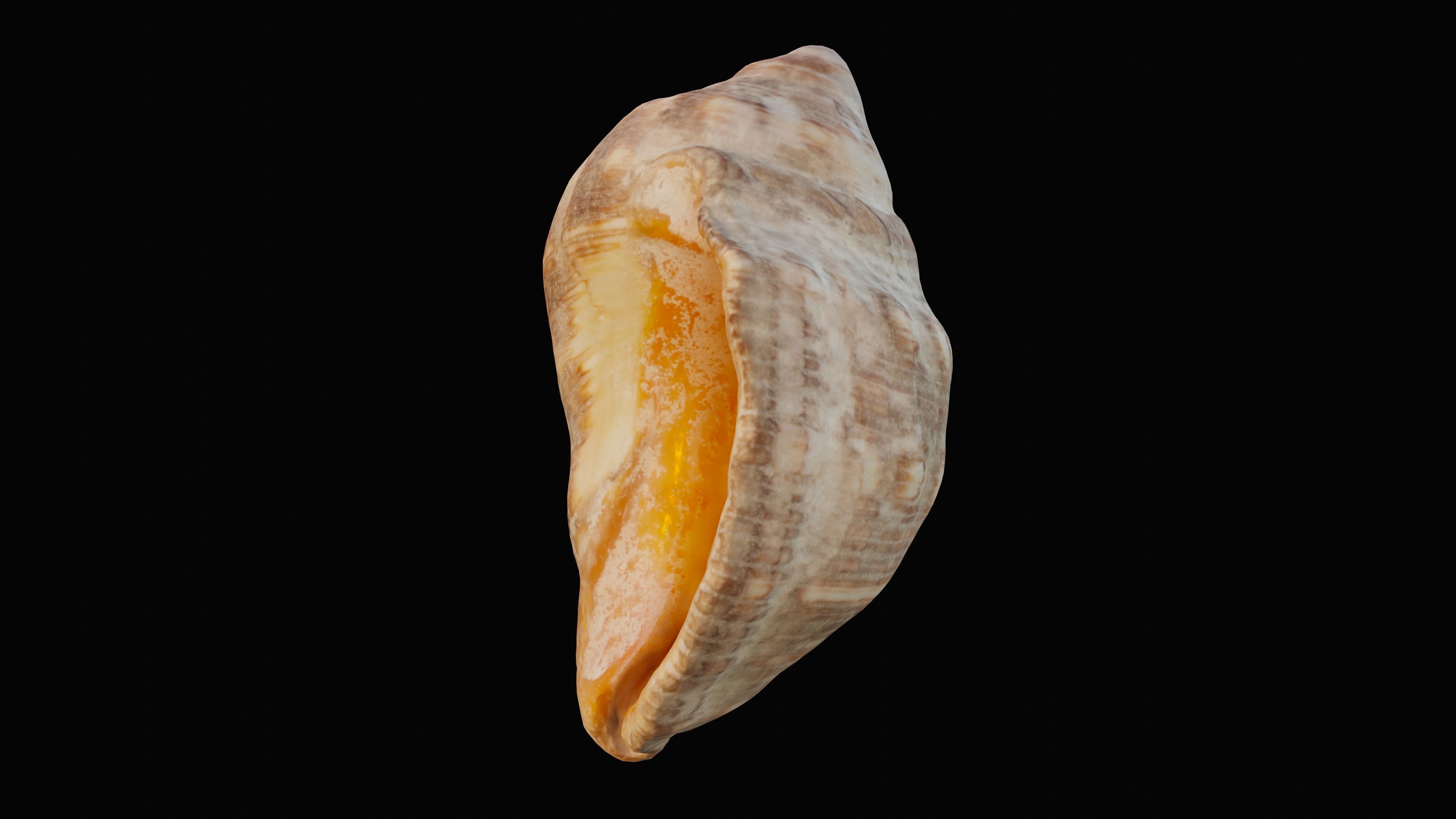 Tulip Sea Shell Low-poly 3D model_11