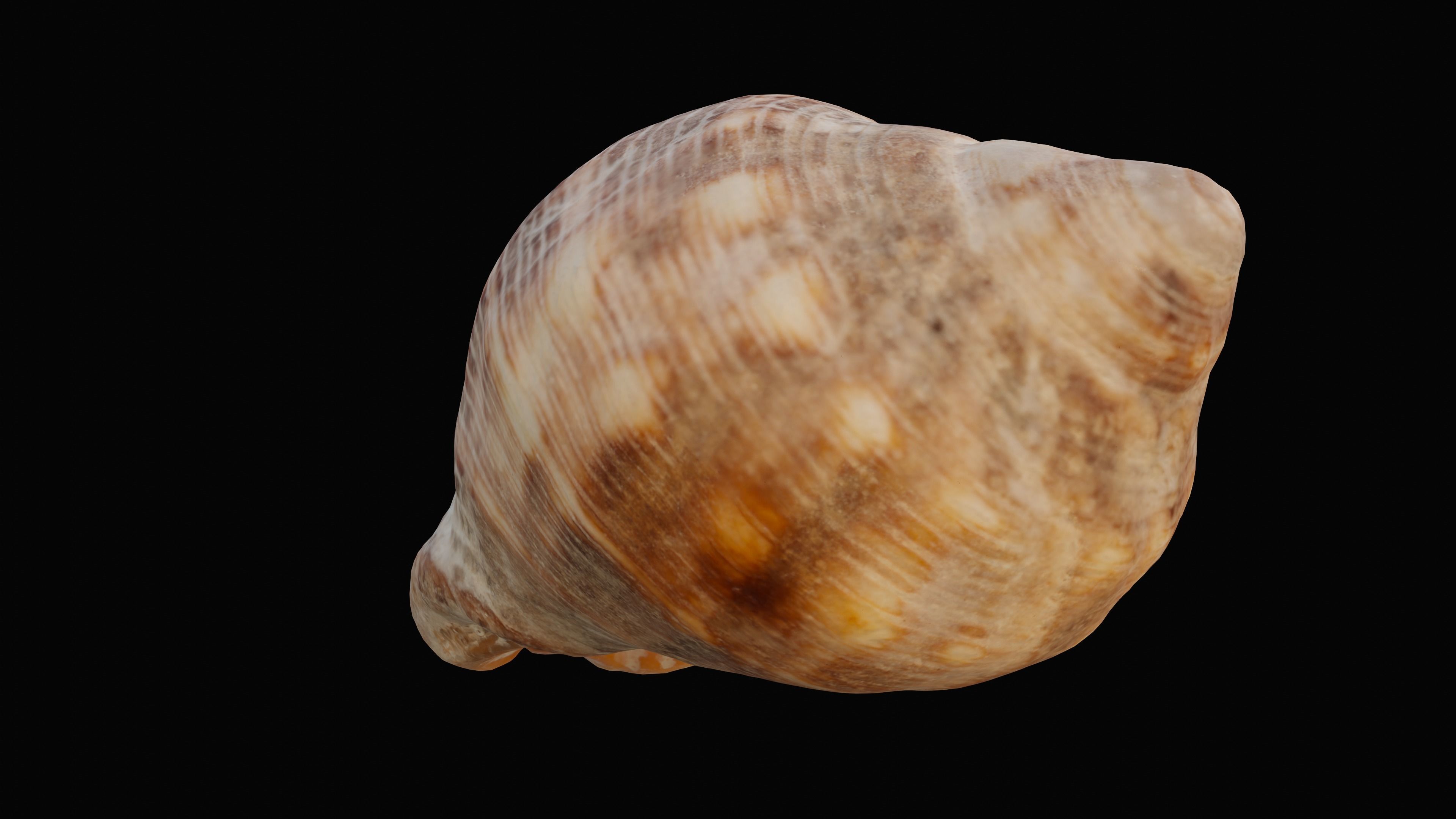 Tulip Sea Shell Low-poly 3D model_1