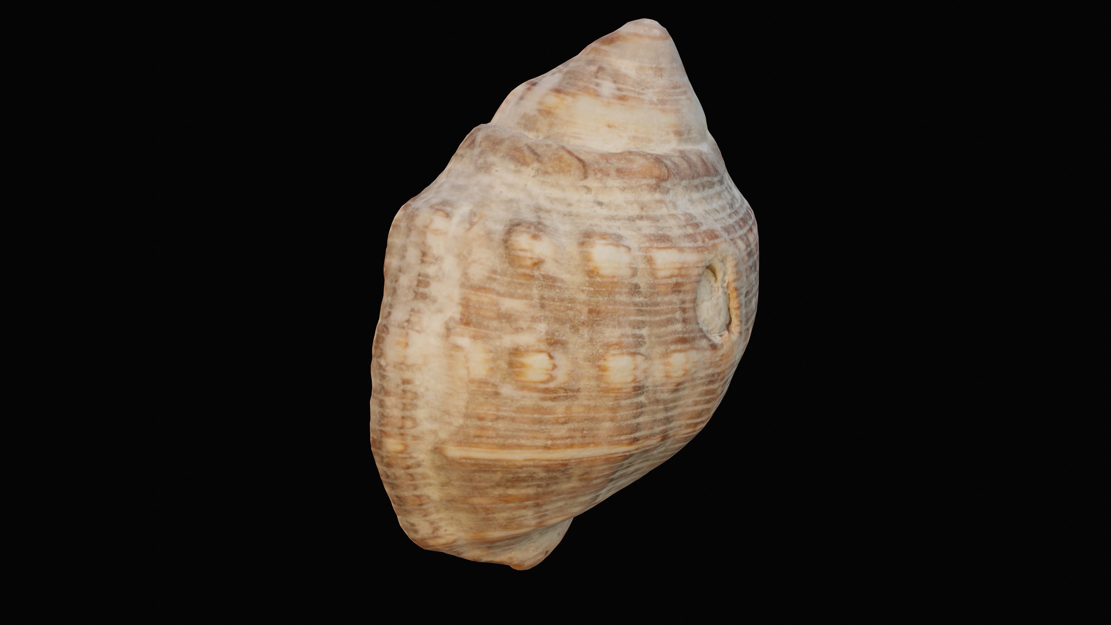 Tulip Sea Shell Low-poly 3D model_10