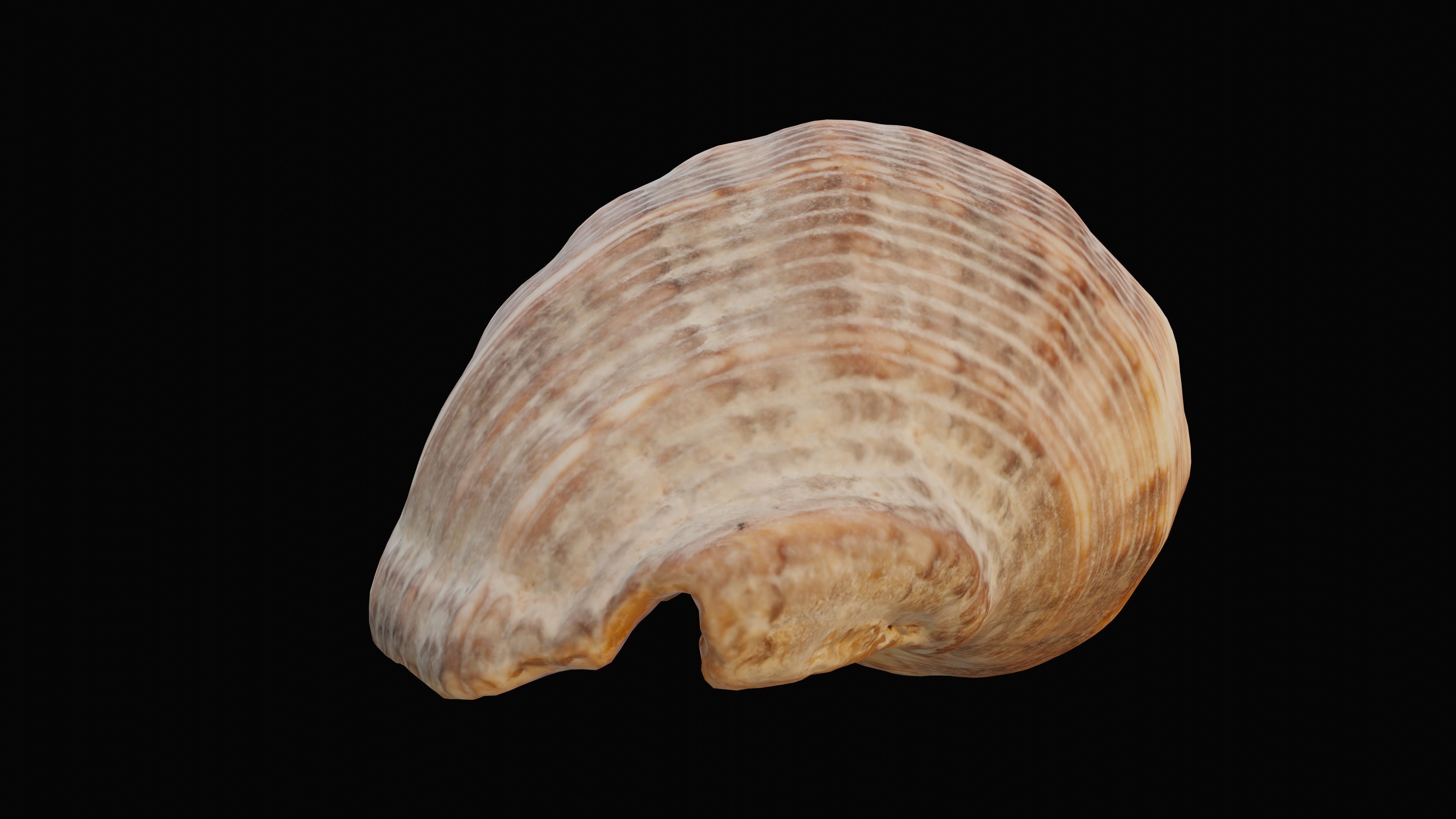 Tulip Sea Shell Low-poly 3D model_3
