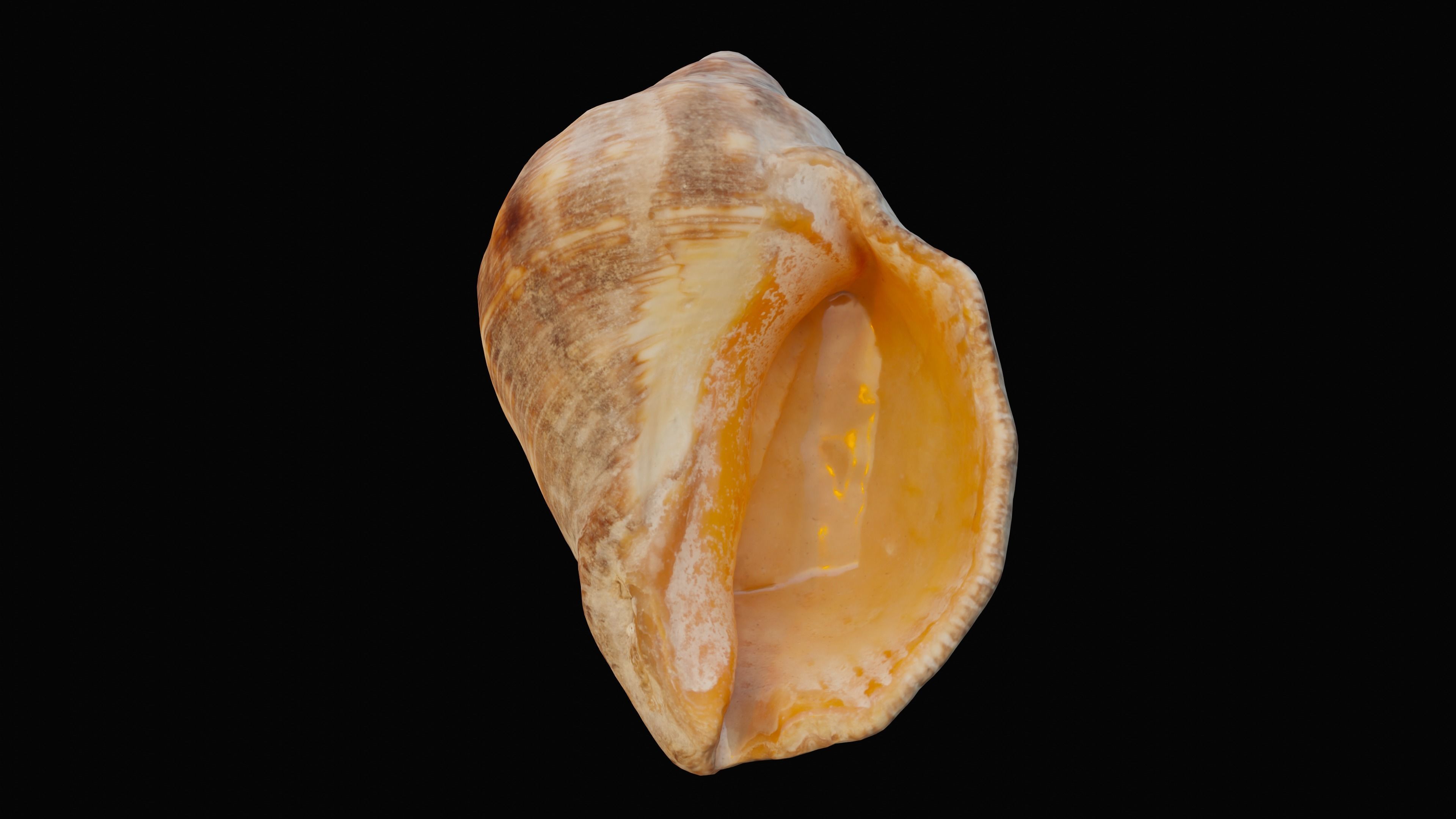 Tulip Sea Shell Low-poly 3D model_6