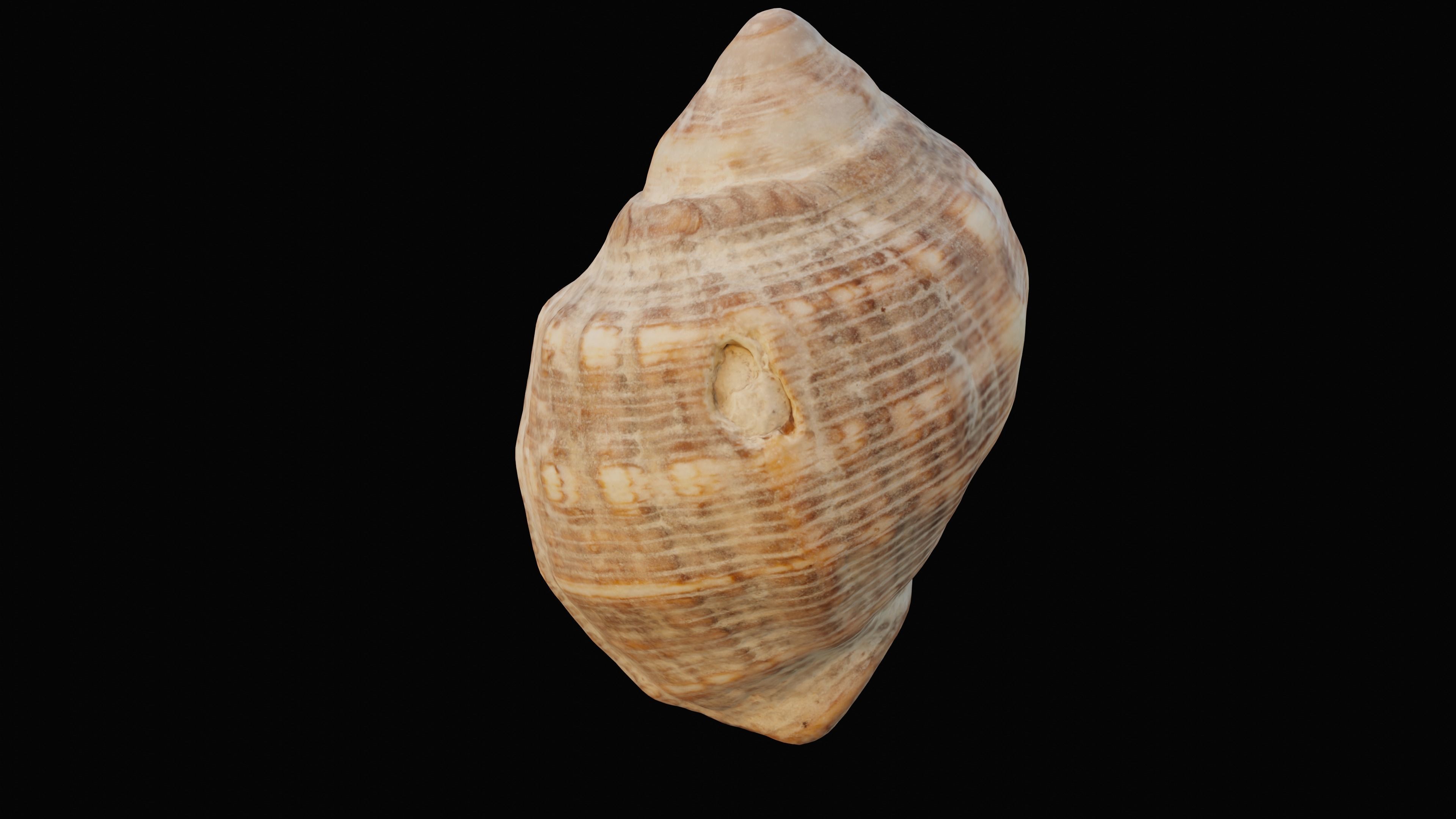 Tulip Sea Shell Low-poly 3D model_9