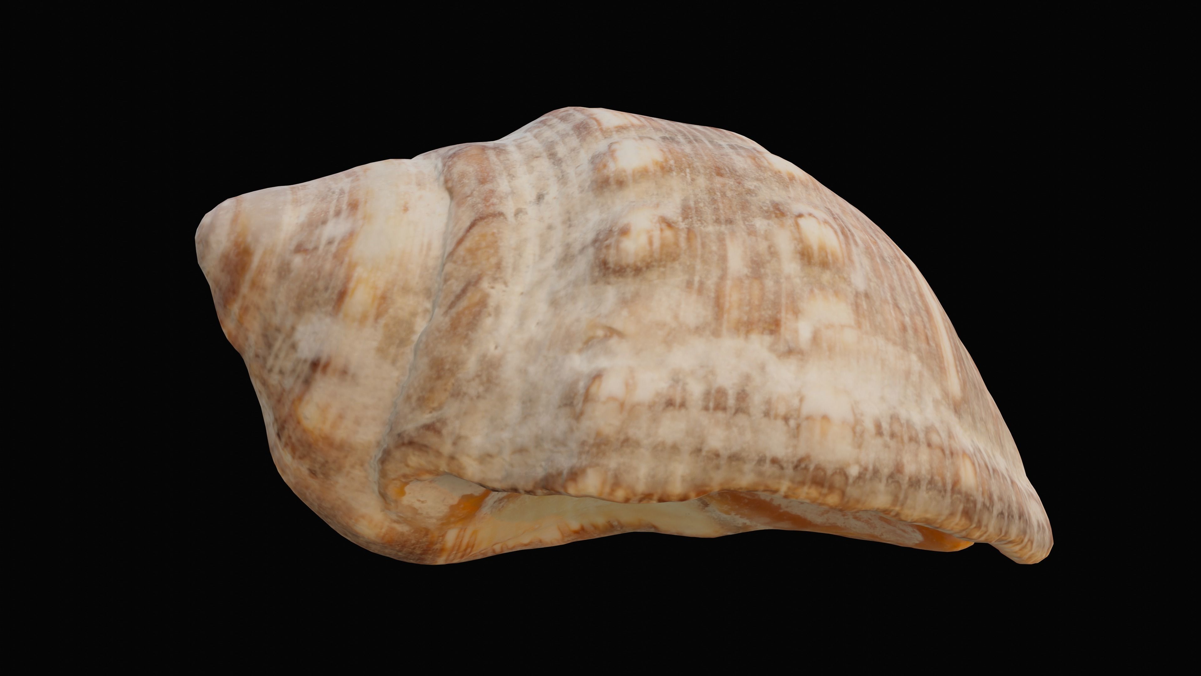 Tulip Sea Shell Low-poly 3D model_5