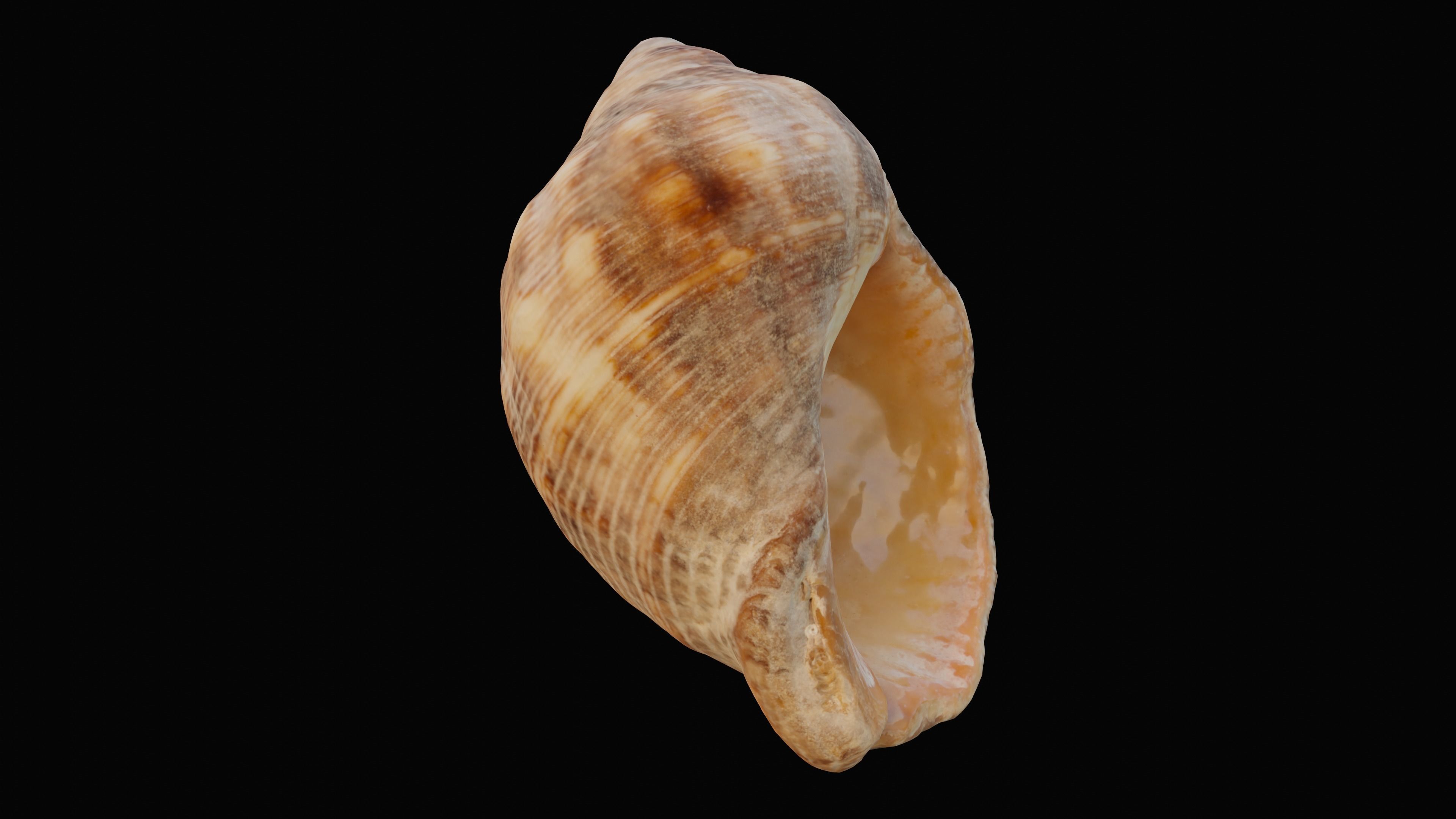 Tulip Sea Shell Low-poly 3D model_7