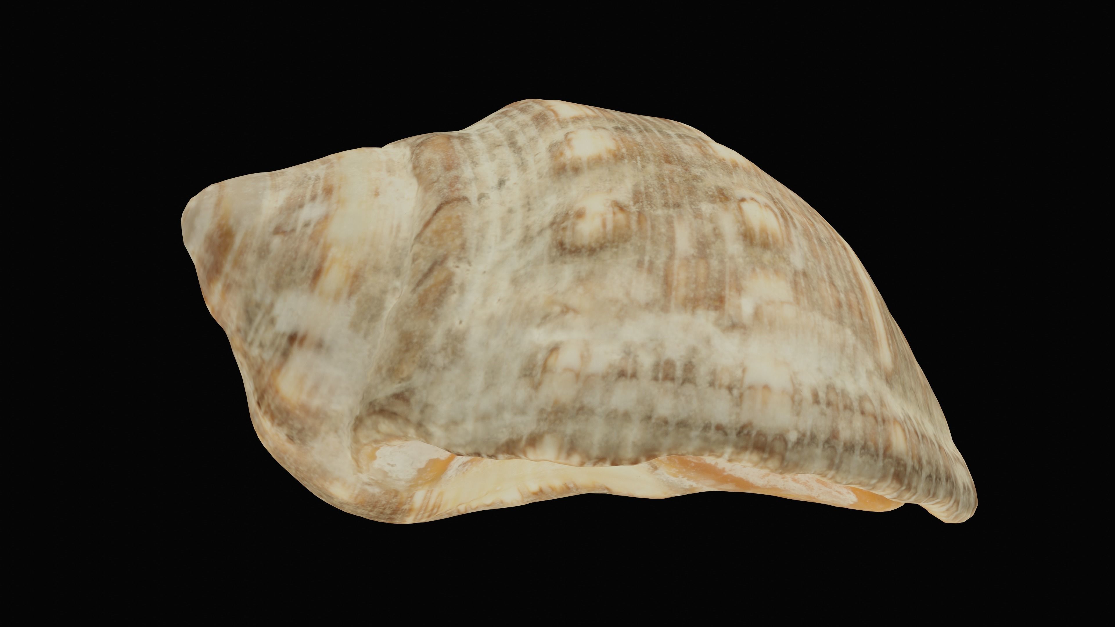 Tulip Sea Shell Low-poly 3D model_25