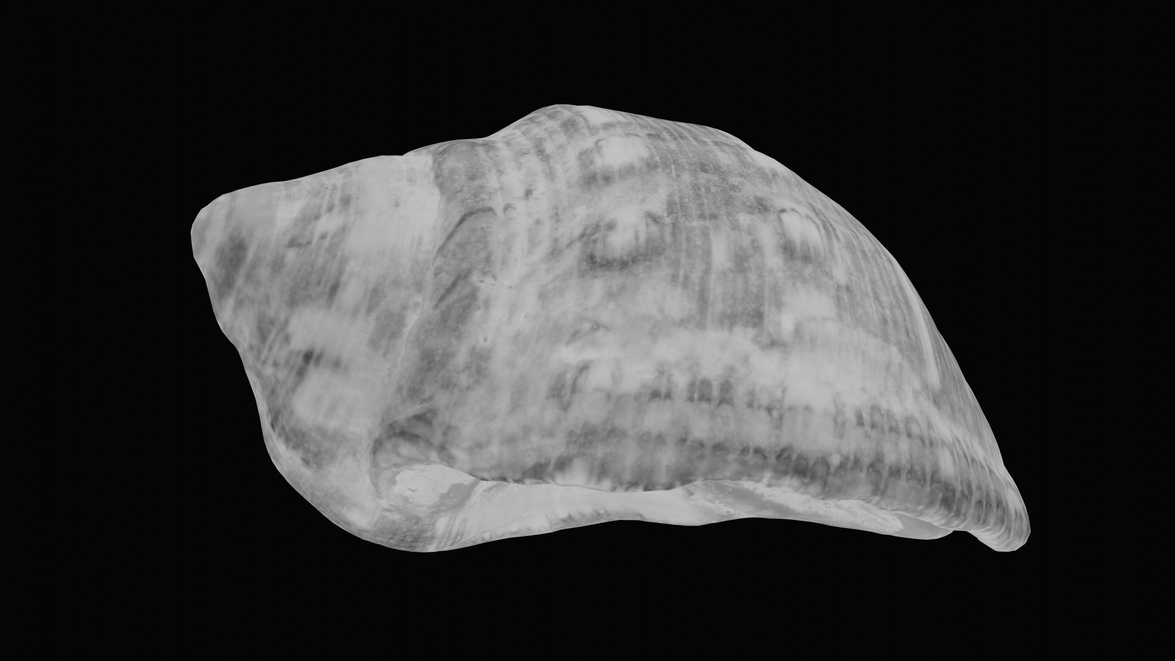 Tulip Sea Shell Low-poly 3D model_26