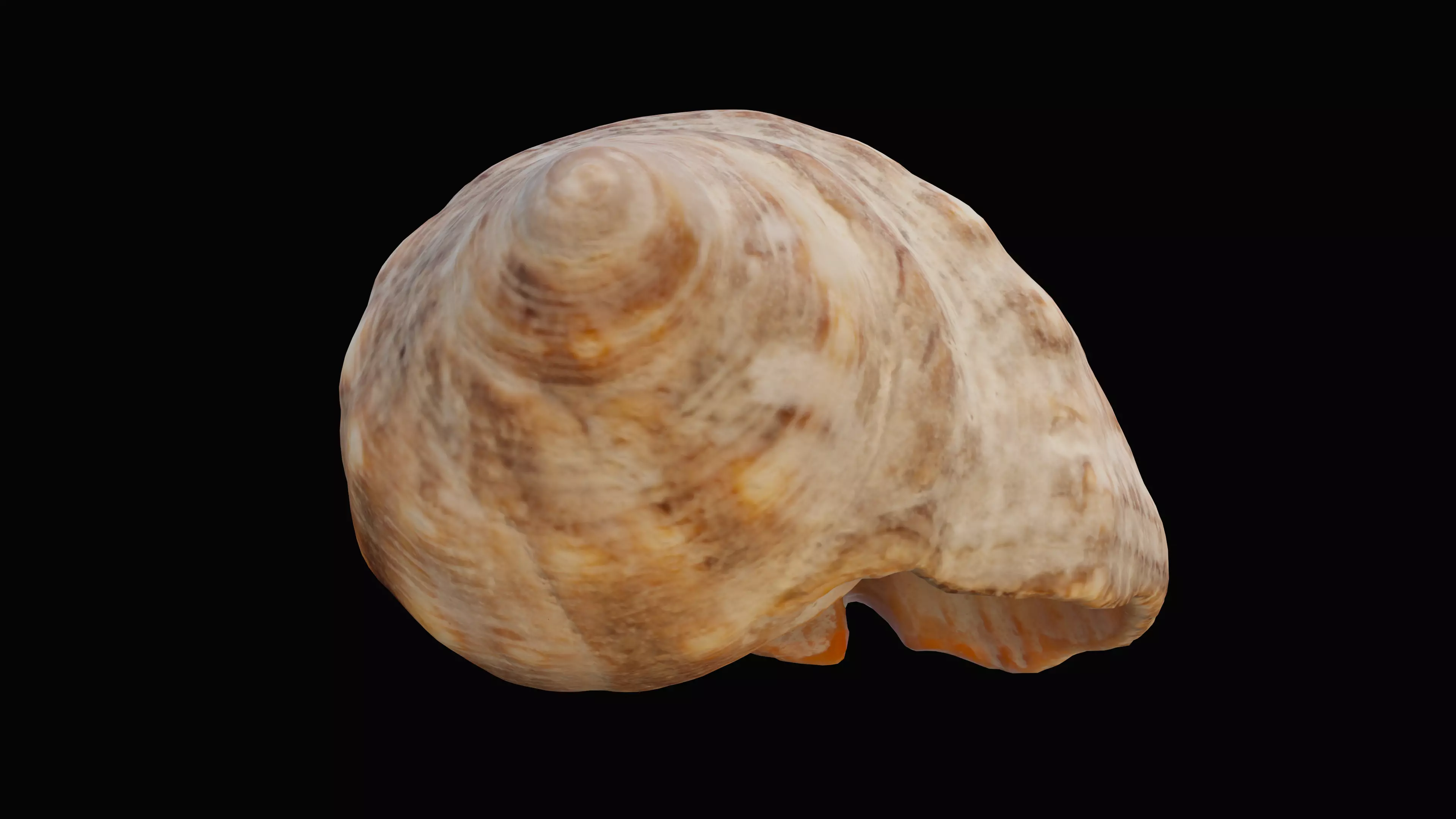 Tulip Sea Shell Low-poly 3D model_0