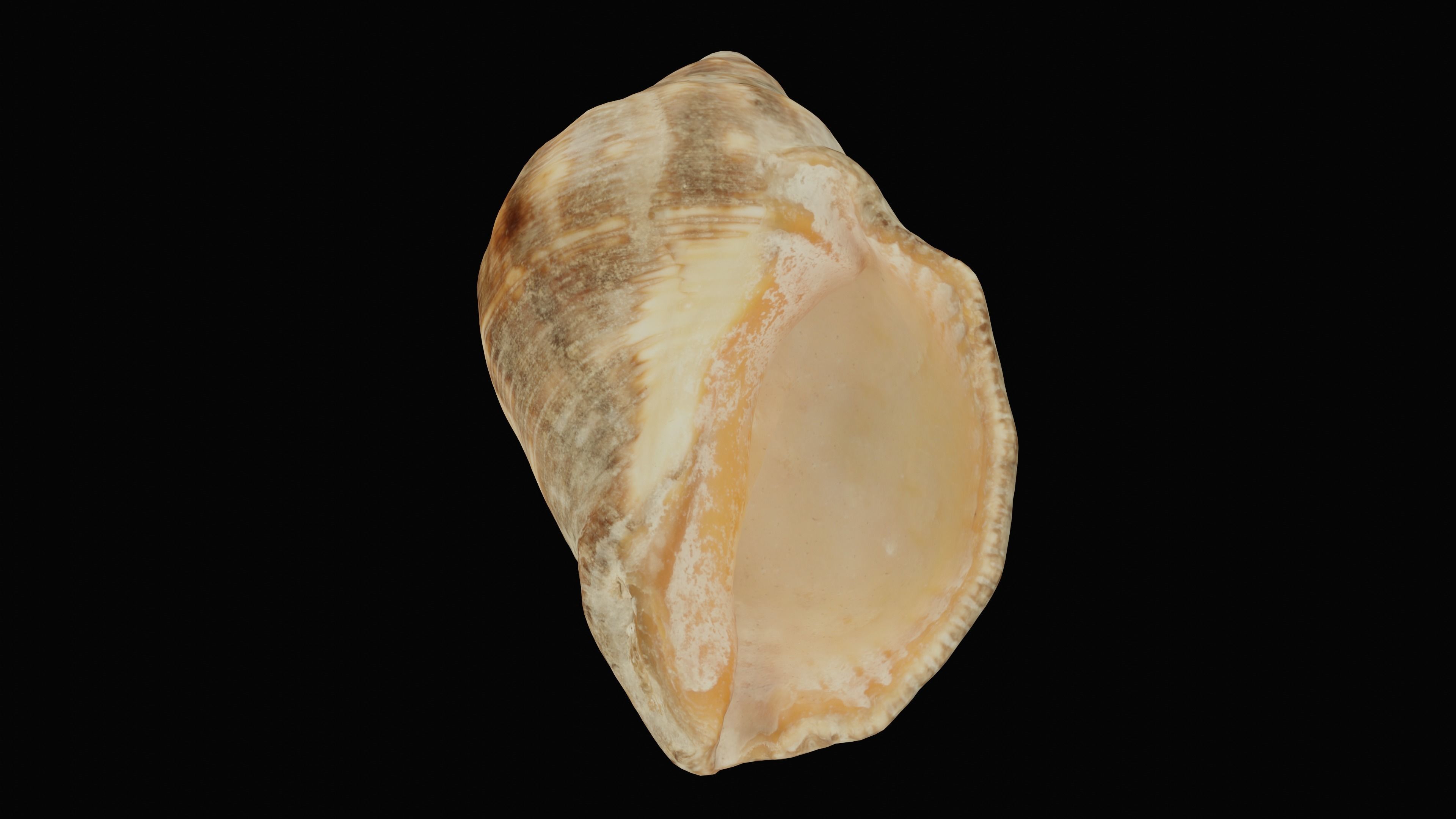 Tulip Sea Shell Low-poly 3D model_22