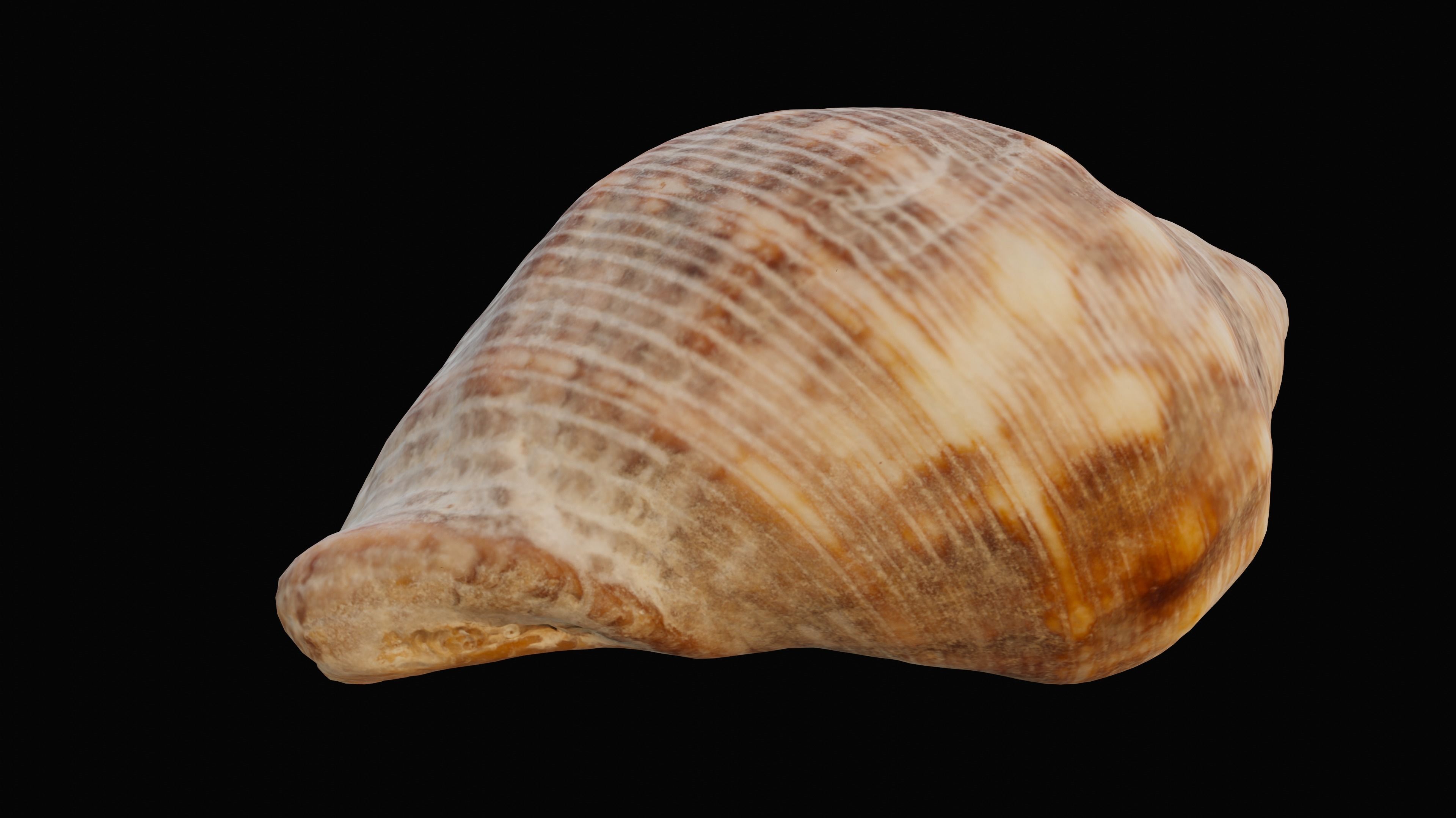 Tulip Sea Shell Low-poly 3D model_2