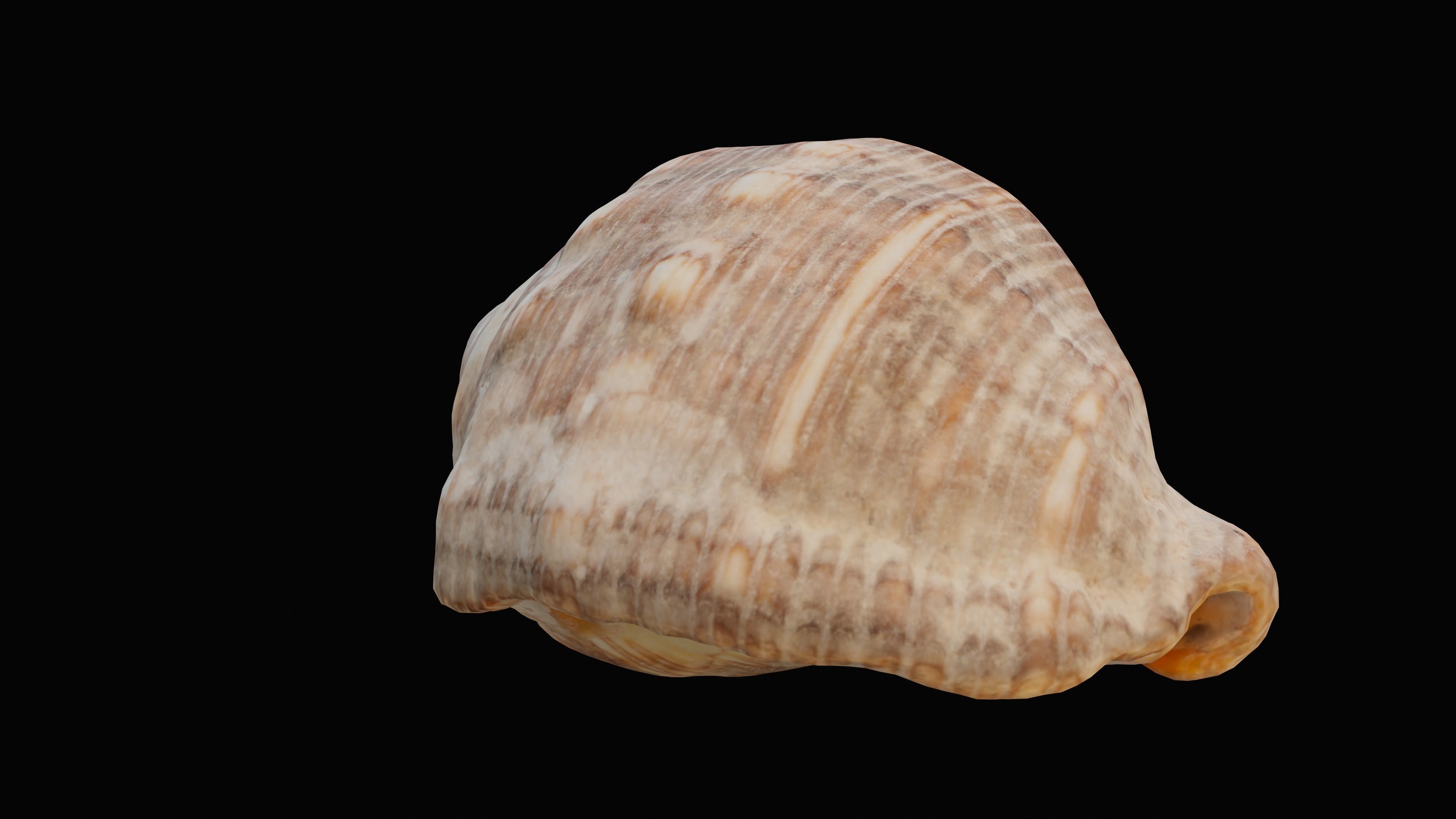 Tulip Sea Shell Low-poly 3D model_4