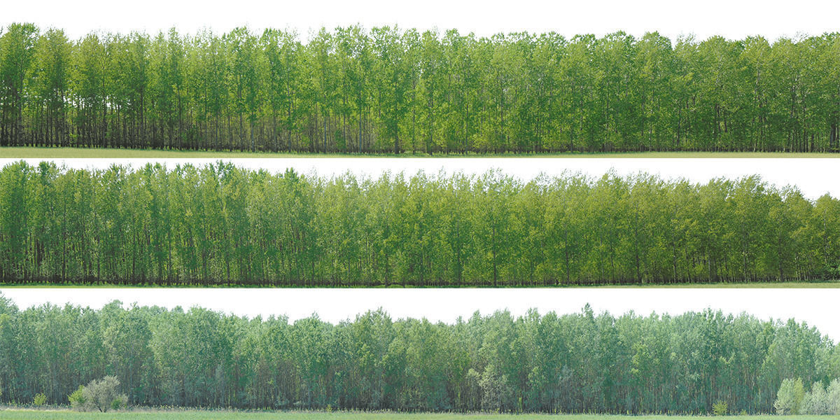 Green Trees  and Gift 3D model_11