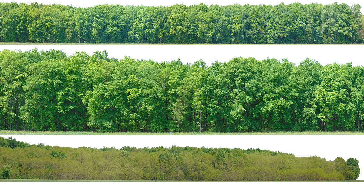 Green Trees  and Gift 3D model_6