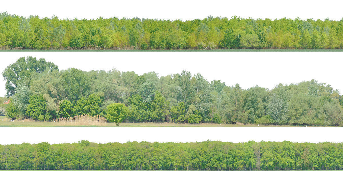 Green Trees  and Gift 3D model_10