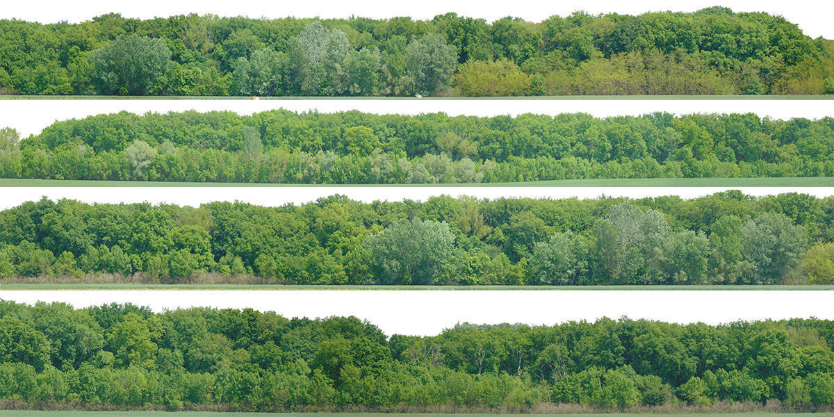 Green Trees  and Gift 3D model_14