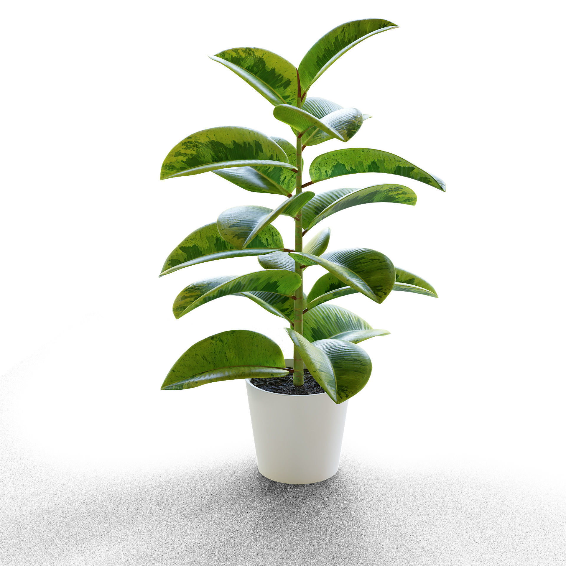 Ficus Elastica Low-poly 3D model_4