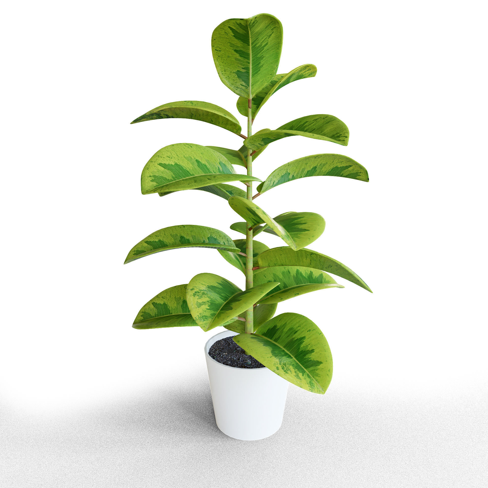 Ficus Elastica Low-poly 3D model_2
