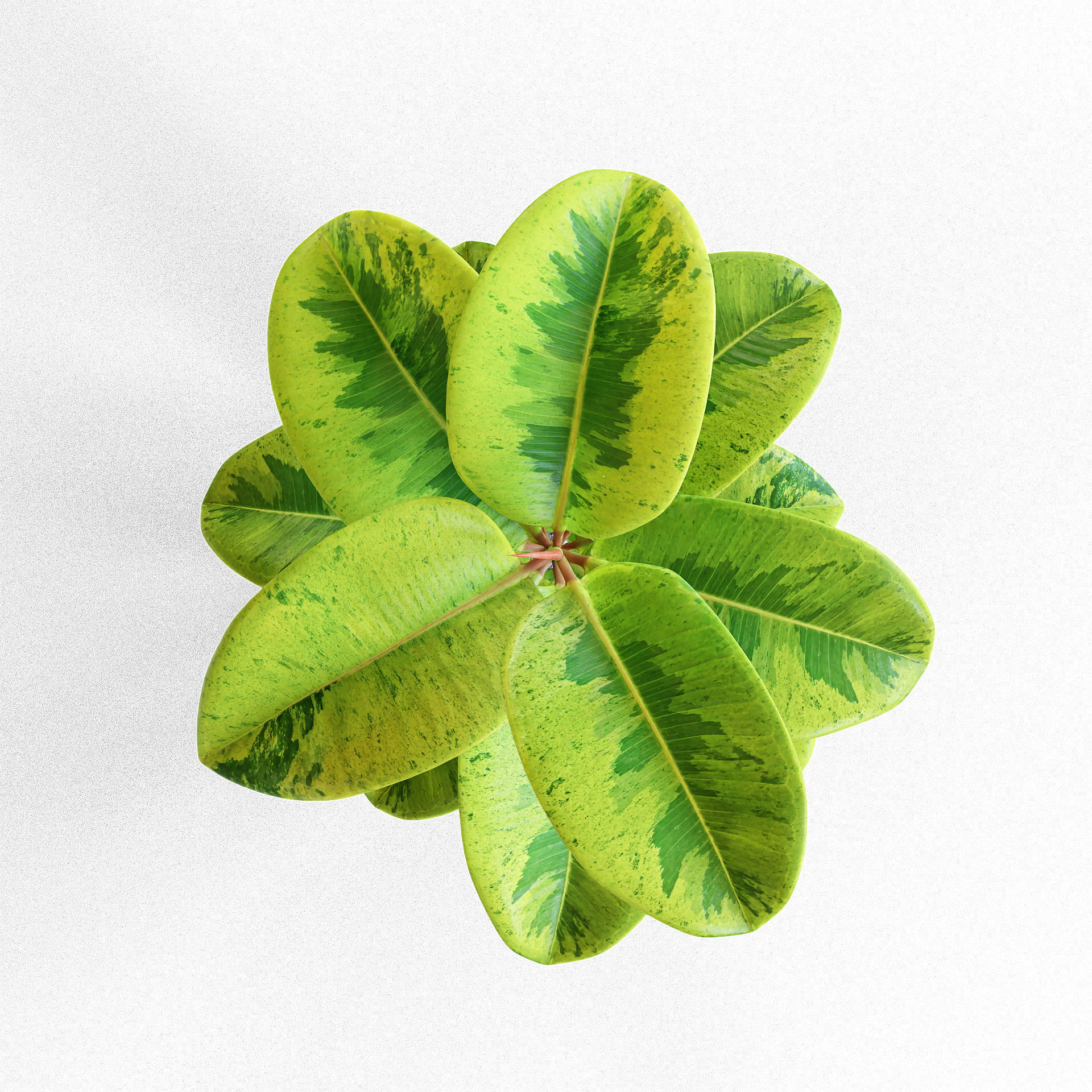 Ficus Elastica Low-poly 3D model_1