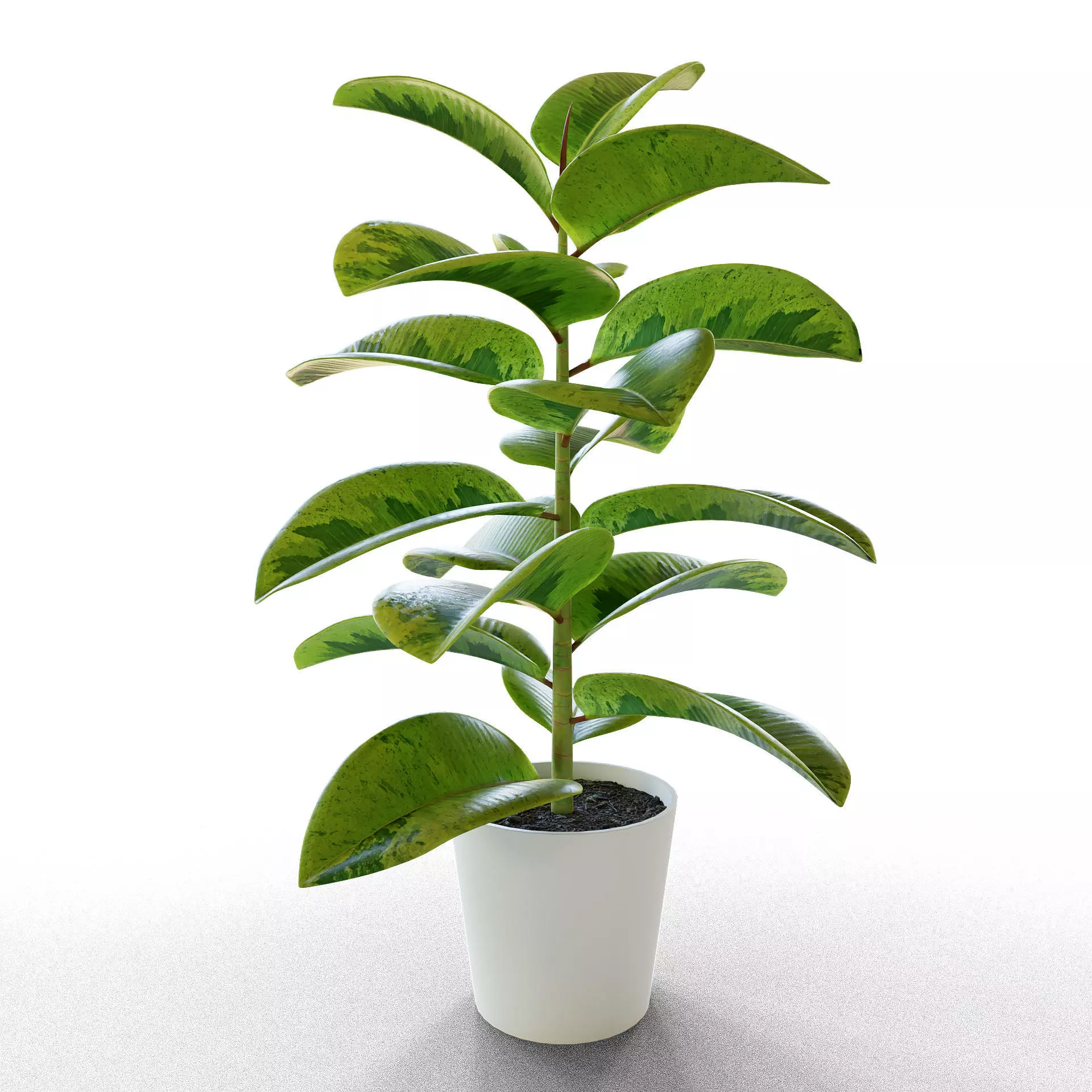 Ficus Elastica Low-poly 3D model_0