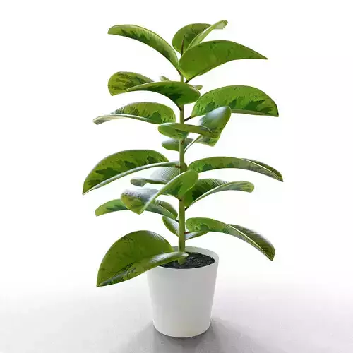 Ficus Elastica 