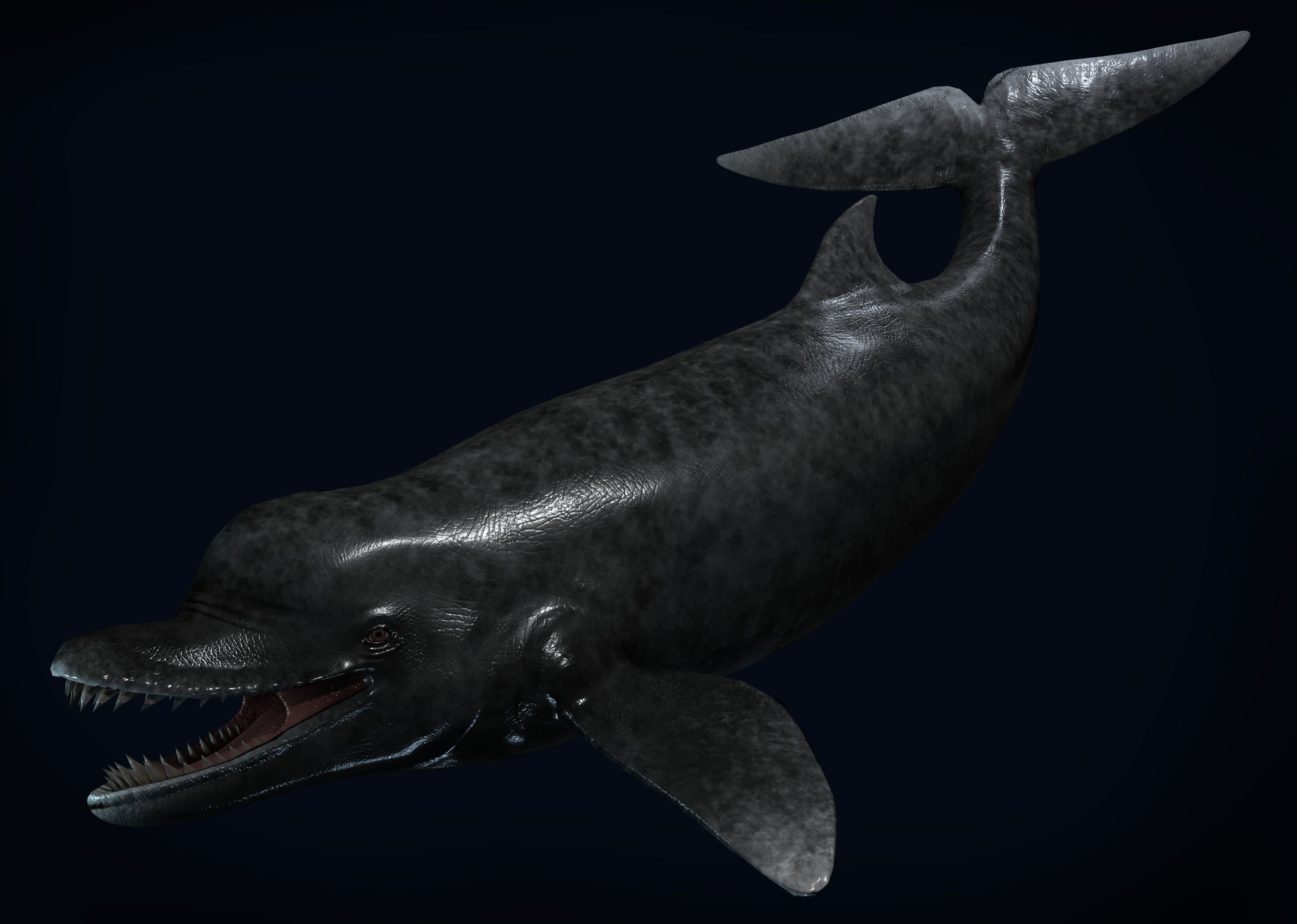 Acrophyseter whale Low-poly 3D model_4