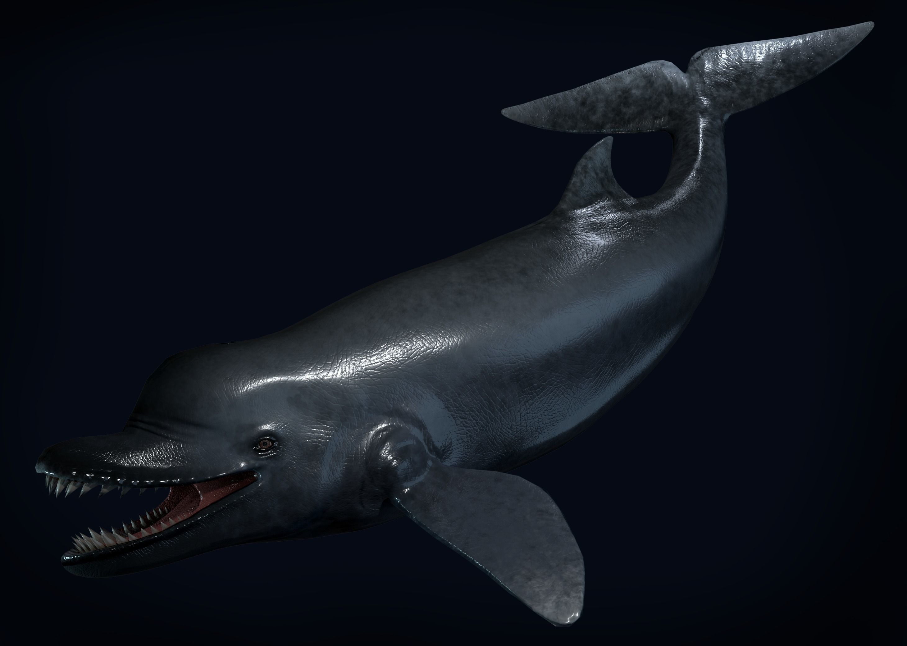 Acrophyseter whale Low-poly 3D model_2