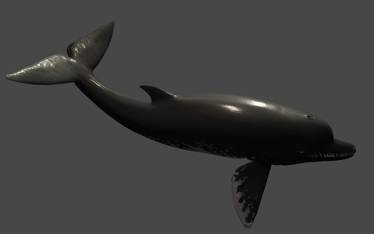 Acrophyseter whale Low-poly 3D model_9