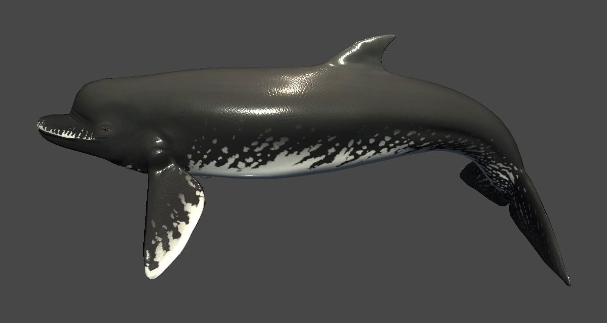 Acrophyseter whale Low-poly 3D model_12