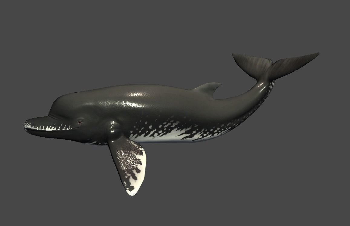 Acrophyseter whale Low-poly 3D model_10