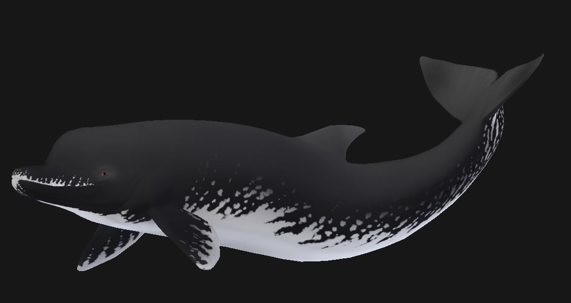 Acrophyseter whale Low-poly 3D model_8