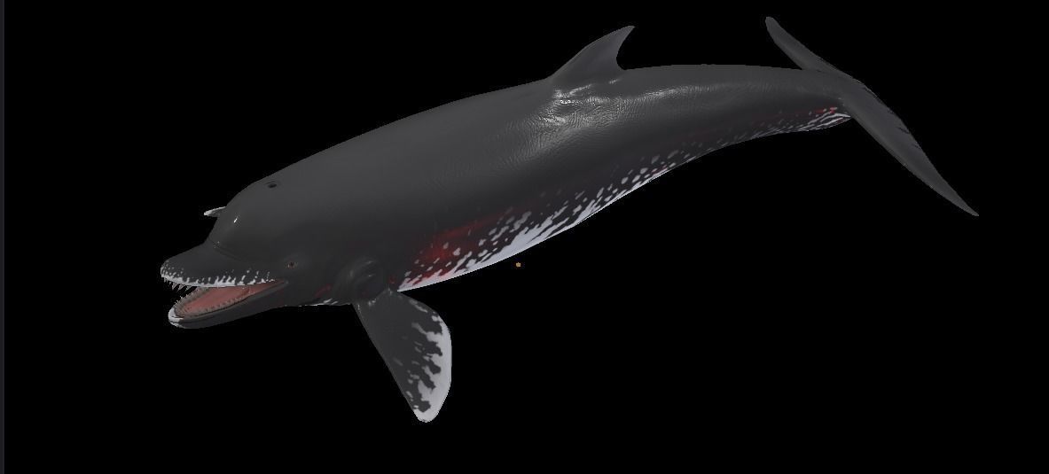 Acrophyseter whale Low-poly 3D model_6