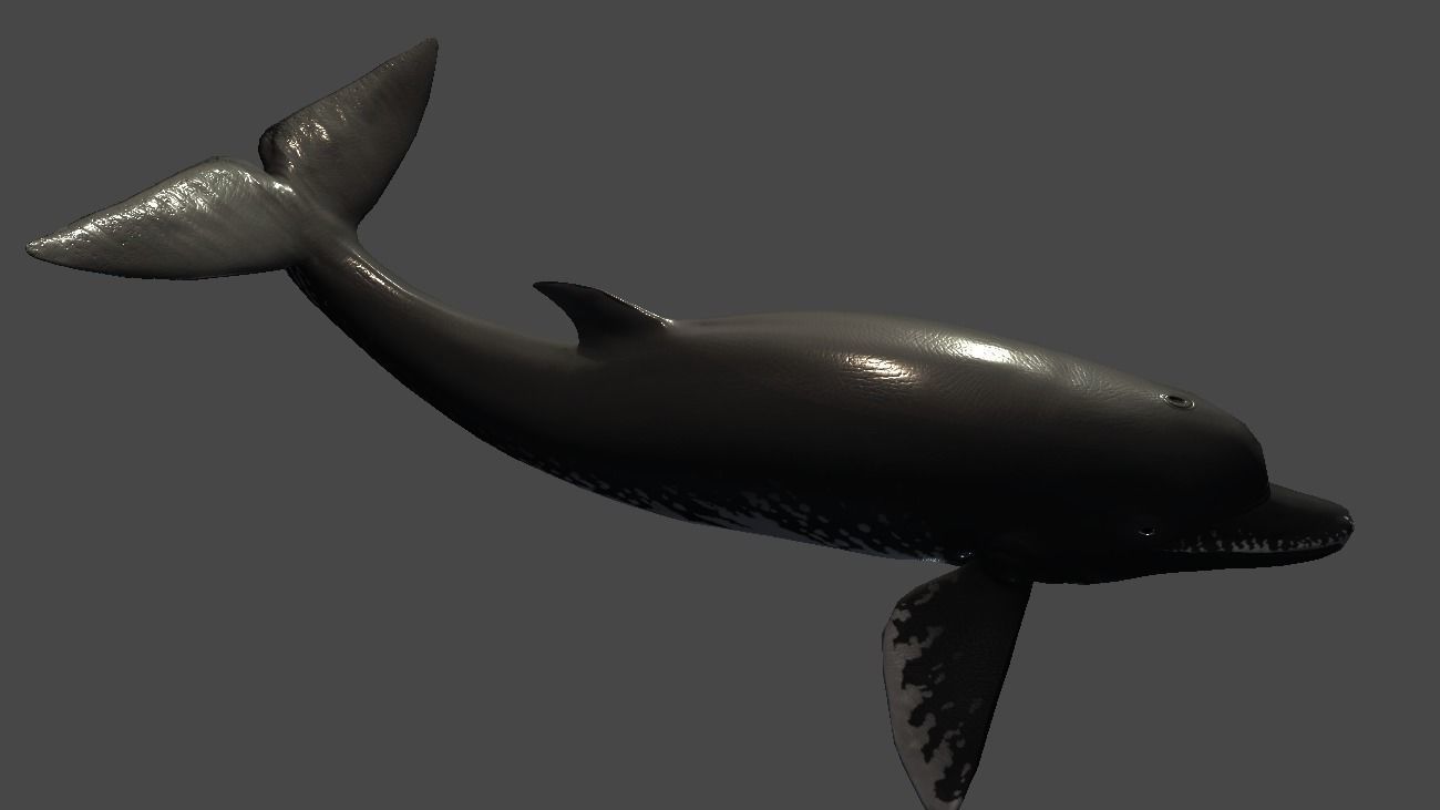 Acrophyseter whale Low-poly 3D model_11