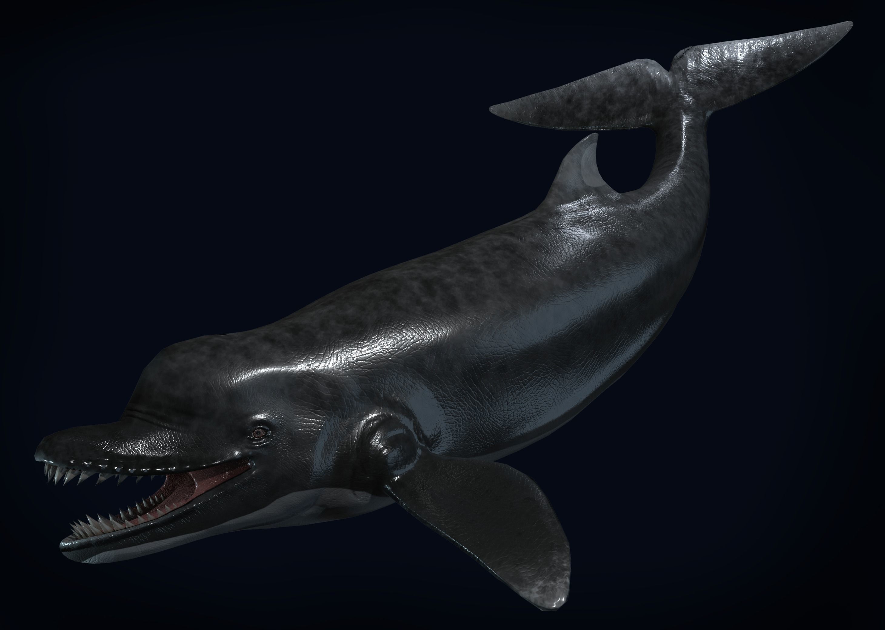 Acrophyseter whale Low-poly 3D model_5